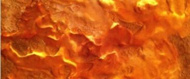 feu_ventral.jpg Thumbnail
